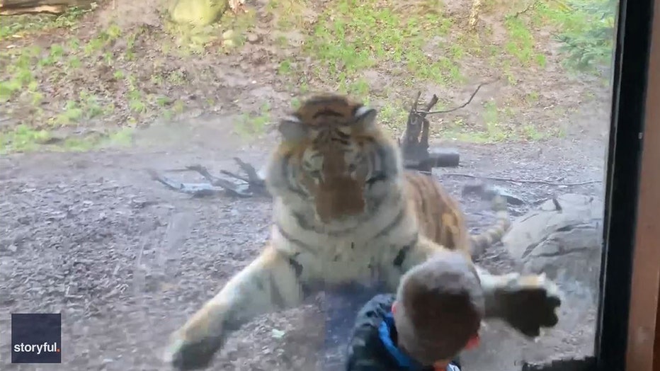 A seven-year-old named Sean might have become the lunch of a hungry Siberian tiger.