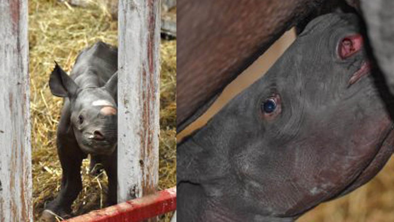 Help pick out a name for rare black rhino born Christmas Eve at Mich. zoo Help pick out a name for rare black rhino born Christmas Eve at Mich. zoo