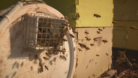 Nearly 100 beehives stolen from northern California orchard