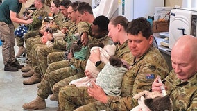 Australian Army soldiers spend days off caring for koalas rescued from bushfires