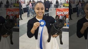 Prized show dog recovered during drug bust to be reunited with owners