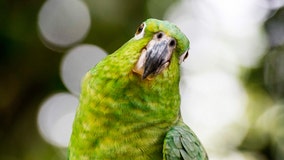 Florida police respond to home after parrot cries, 'Let me out!'