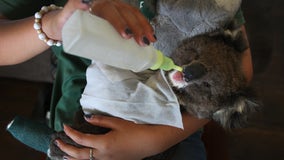Australian government pledges $50 million in aid for wildlife affected by bushfire crisis