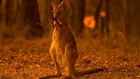 Nearly half a billion animals feared dead in Australia wildfires, ecologists say