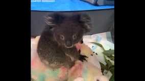 Volunteers care for orphaned koalas rescued from Australian wildfires