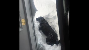 Dog tries to dig through snow after blizzard buries owner's home