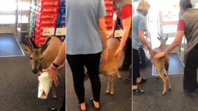 Shop staff rush to shoo hungry deer from Florida store