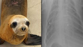 Sea lion shot with pellet gun forced to be humanely euthanized due to injuries