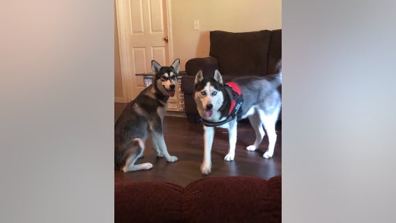 Georgia police: Unknown gunman shot, killed 2 runaway dogs