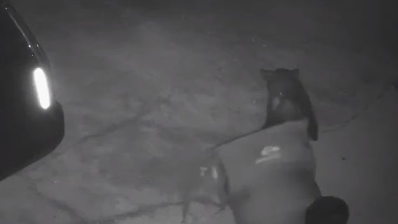 'Beary Bad Problem': Determined Orlando cub makes off with early breakfast from trash can