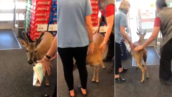 Shop staff rush to shoo hungry deer from Florida store