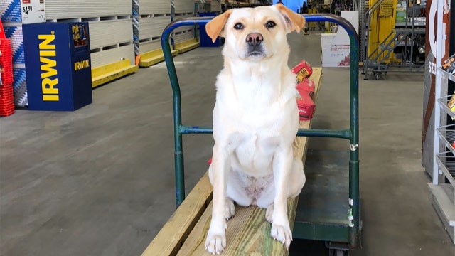 South Carolina man finds his stolen dog dead along a highway