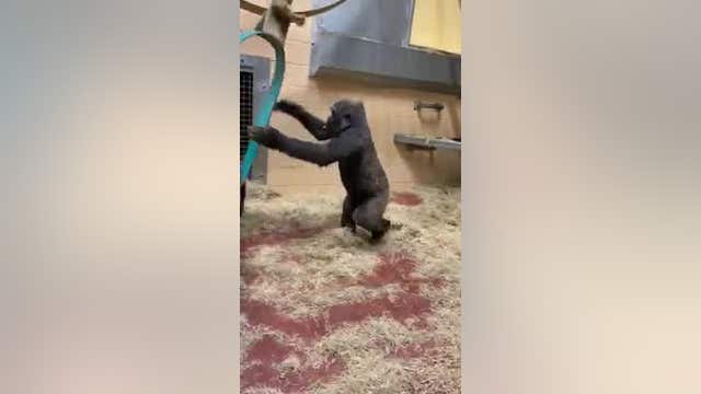 Zoo Atlanta gorillas have fun swinging behind the scenes