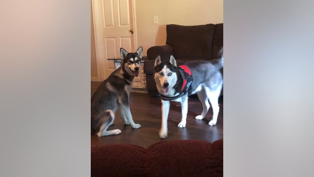 Georgia police: Unknown gunman shot, killed 2 runaway dogs