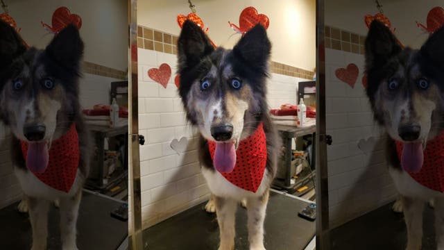 Jubilee, a shelter dog with 'weird' eyes, finds forever home after going viral on Facebook