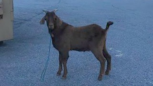Owner wants missing goat back