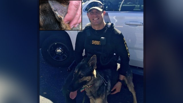 Pasco County Sheriff’s K9 recovering after being injured in the line of duty