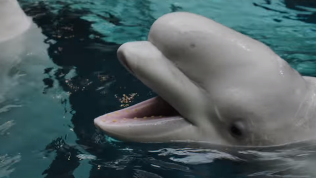 'We're expecting!': Georgia Aquarium announces baby beluga