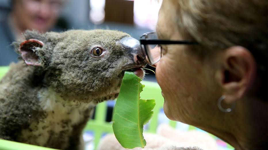 Koala Hospital Works To Save Injured Animals Following Bushfires Across Eastern Australia