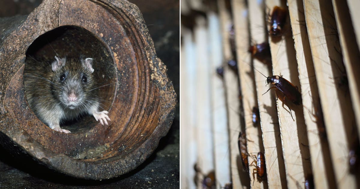 Zoo will name cockroach or rat after your ex, feed it to a bird or ...