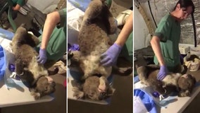 Recovering koala enjoys a belly scratch from Australian Army officer