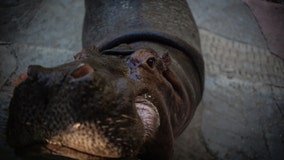 Drug lord's four hippos have spawned 80 more hippos, and they're terrorizing a little town