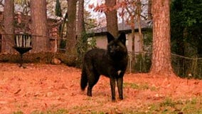 Rare black coyote has people watching their pets more closely