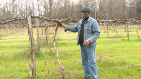 African Americans making their mark in the wine industry