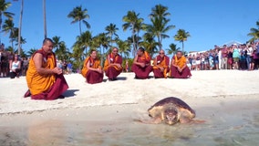 Group of Tibetan monks help release sea turtle in Florida Keys