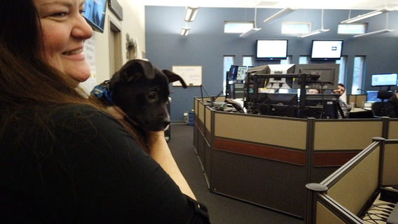 911 turns to puppies to relieve dispatcher stress