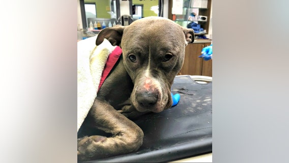 PETA offers $5,000 reward for info on abandoned dog found in trash bag