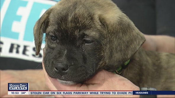 Pet of the Day: February 28, 2020
