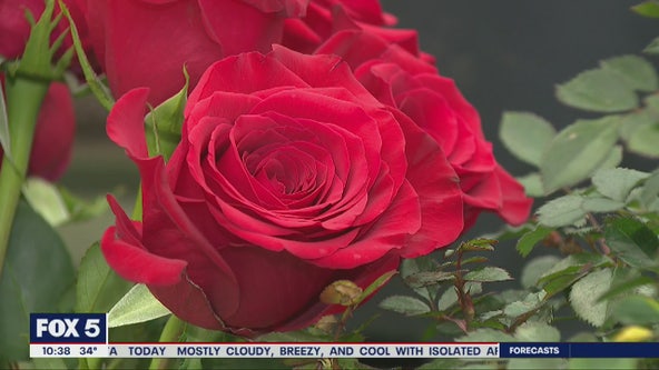 Pike Nurseries: How to grow and care for roses