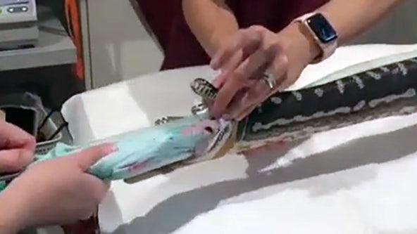 Vets extract beach towel after python swallows it whole