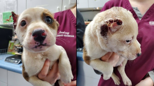 Florida rescue caring for 8-week-old puppy found with ears cut off, sewed with fishing line