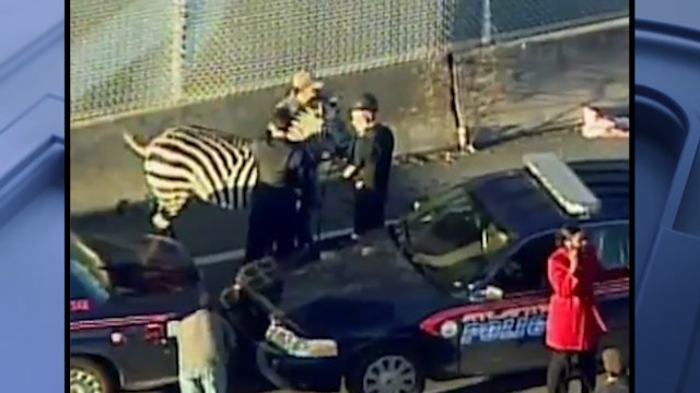 10 years ago: Escaped Zebra roams interstate in Atlanta