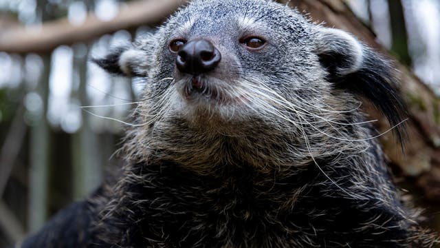 Zoo Atlanta welcomes Baloo the binturong