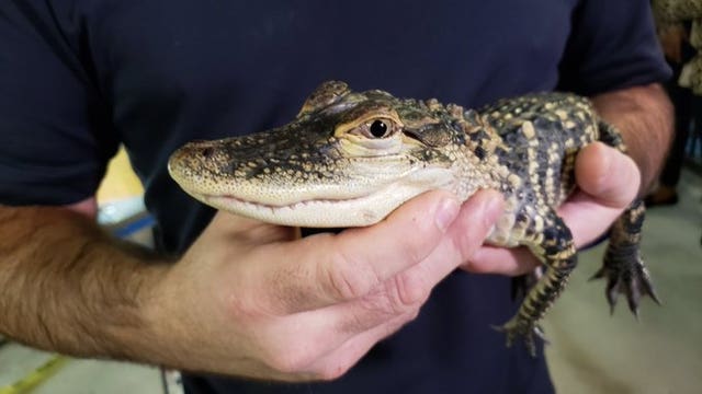 Georgia Aquarium gallery grows for gators