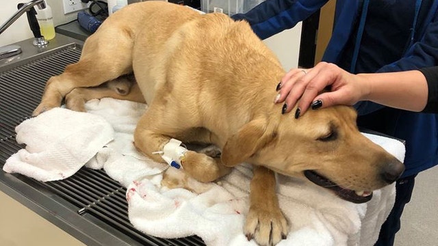 Pasco K-9 bitten by venomous snake while searching for missing baby in Everglades