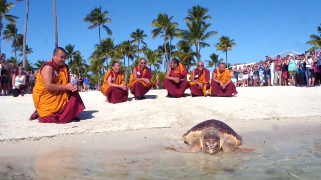 Group of Tibetan monks help release sea turtle in Florida Keys