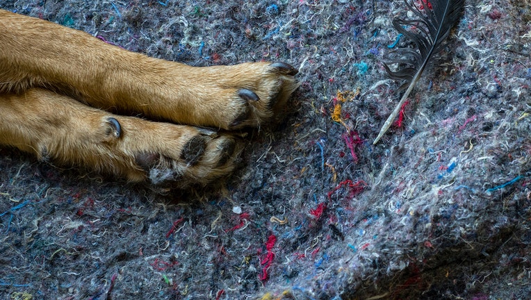 GETTY dog paw