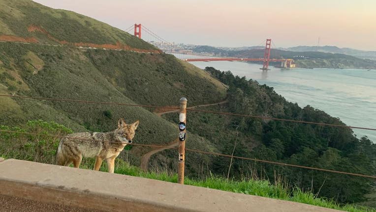 Canine distemper virus can infect a wide range of carnivores but gray foxes, raccoons and skunks are the most commonly affected species. This is a coyote on the Golden Gate Bridge.