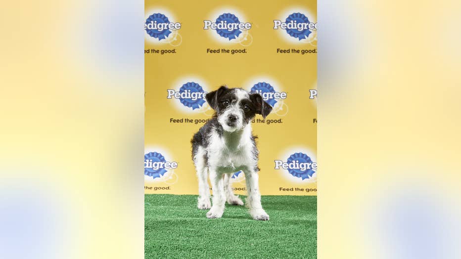 Bo-Puppy-Bowl.jpg