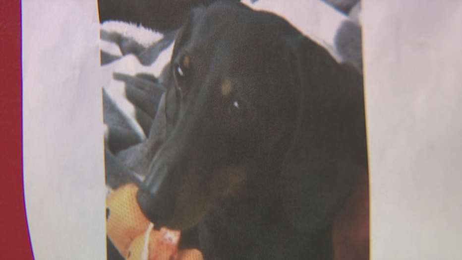 what kind of dog is in return to me