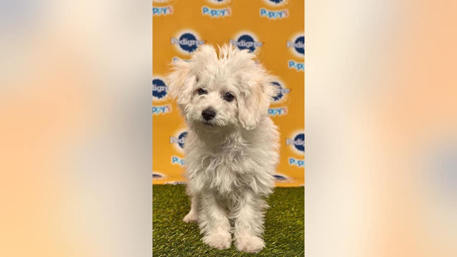 Several Socal Rescues Featured At This Year S Puppy Bowl Fox 5