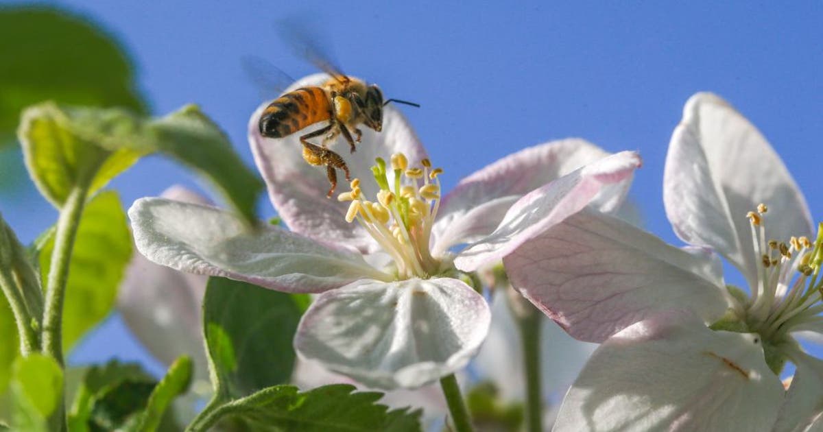 March 19 marks the earliest spring since 1896 | FOX 5 Atlanta