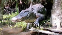 Florida woman encounters massive hissing alligator in the Everglades