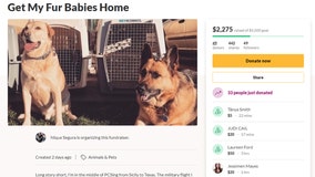 American soldier starts GoFundMe to help bring dogs home following coronavirus outbreak in Italy