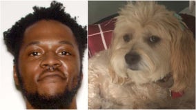 Police: Burglar steals 2 dogs from Dunwoody home