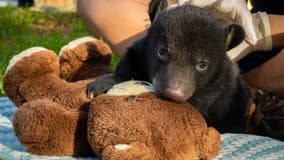 Brevard zoo staff raising orphaned bear cub